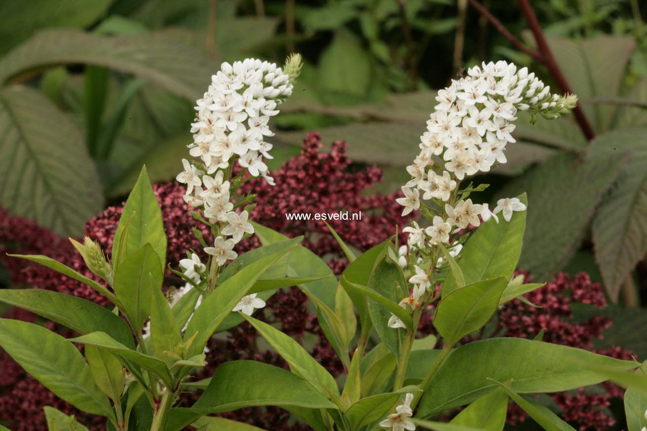 Lysimachia clethroides