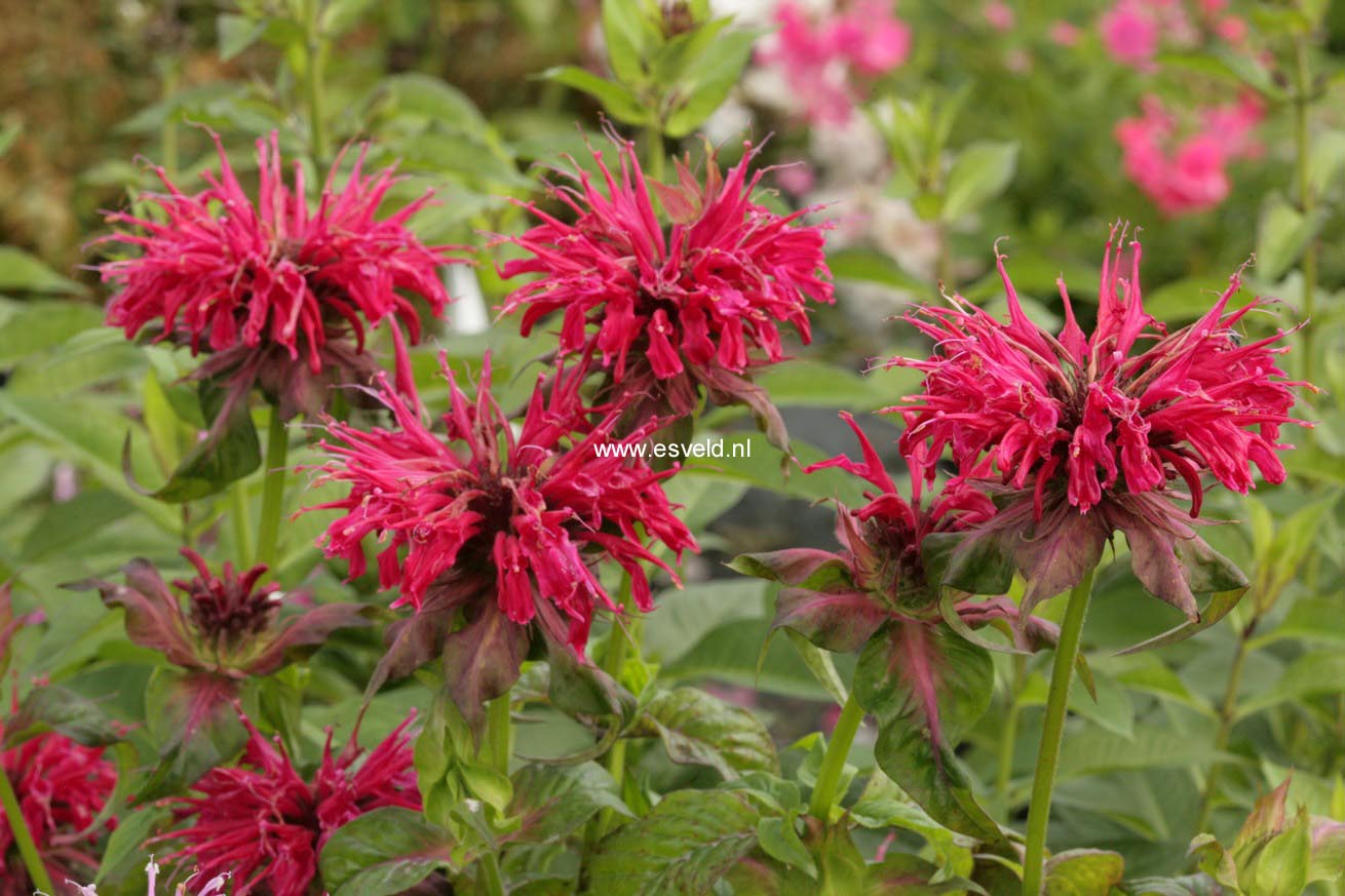 Monarda 'Mahogany'