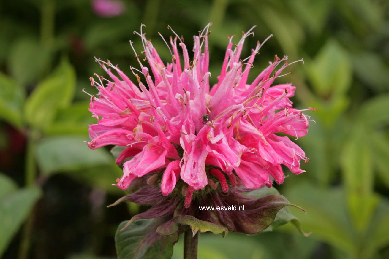 Monarda 'Marshall's Delight'