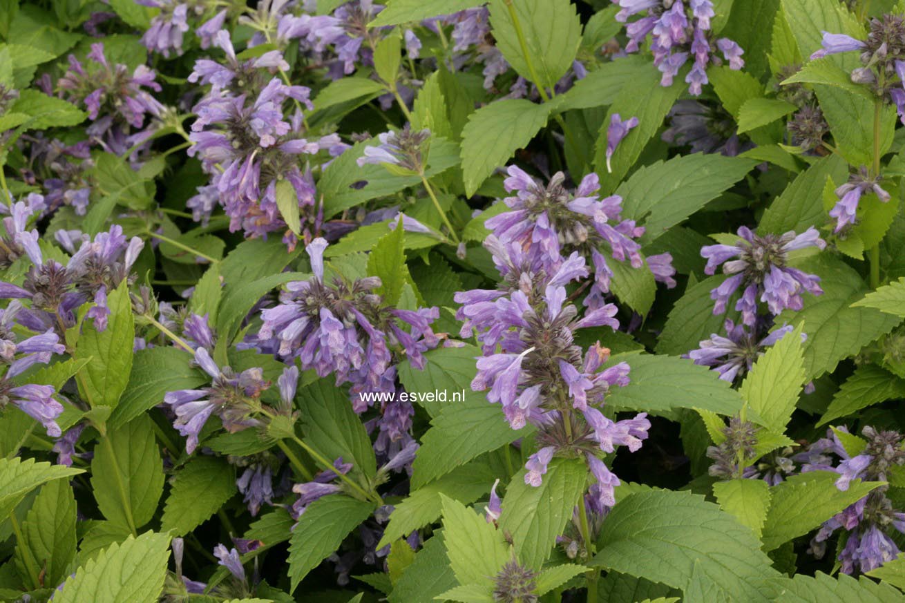 Nepeta subsessilis 'Washfield'