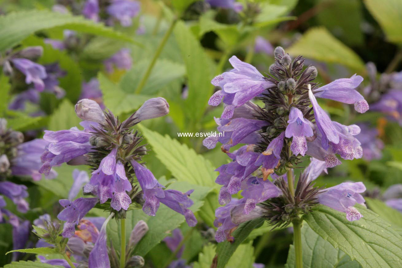 Nepeta subsessilis 'Washfield'