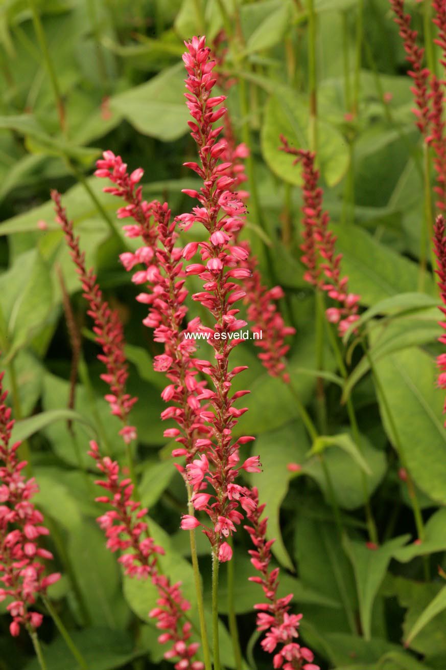 Persicaria amplexicaulis 'Orange Field'