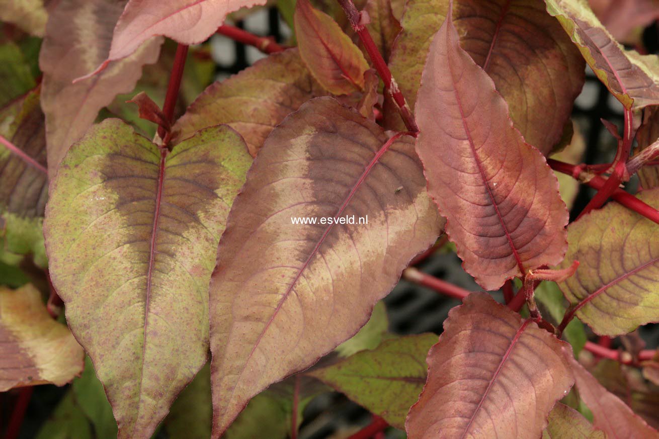 Persicaria microcephala 'Red Dragon'