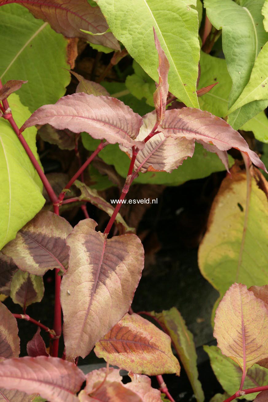 Persicaria microcephala 'Red Dragon'