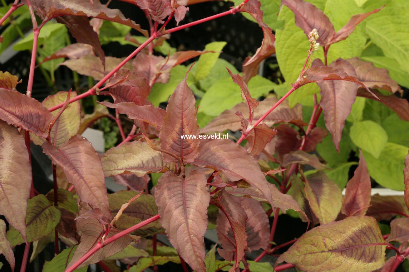 Persicaria microcephala 'Red Dragon'