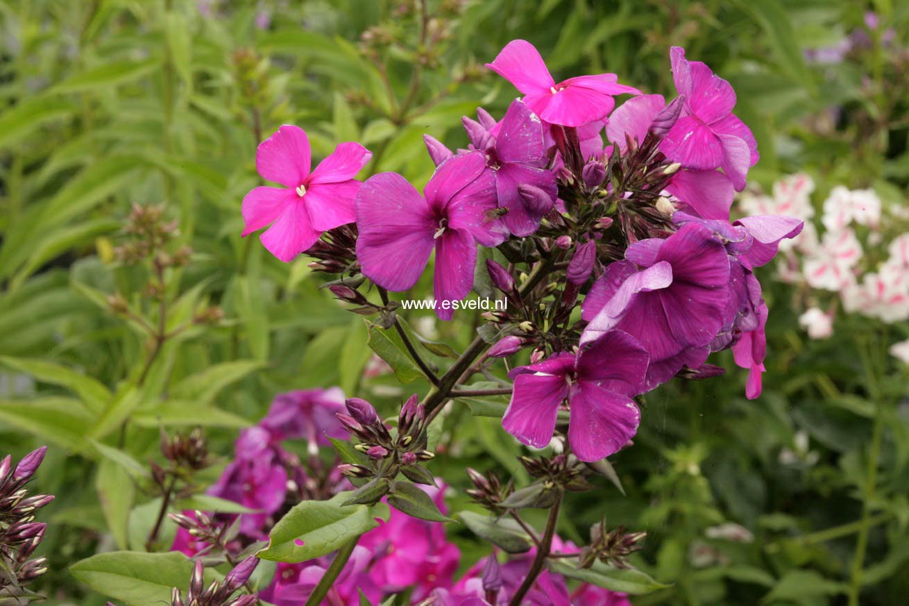 Phlox paniculata 'Duesterlohe'