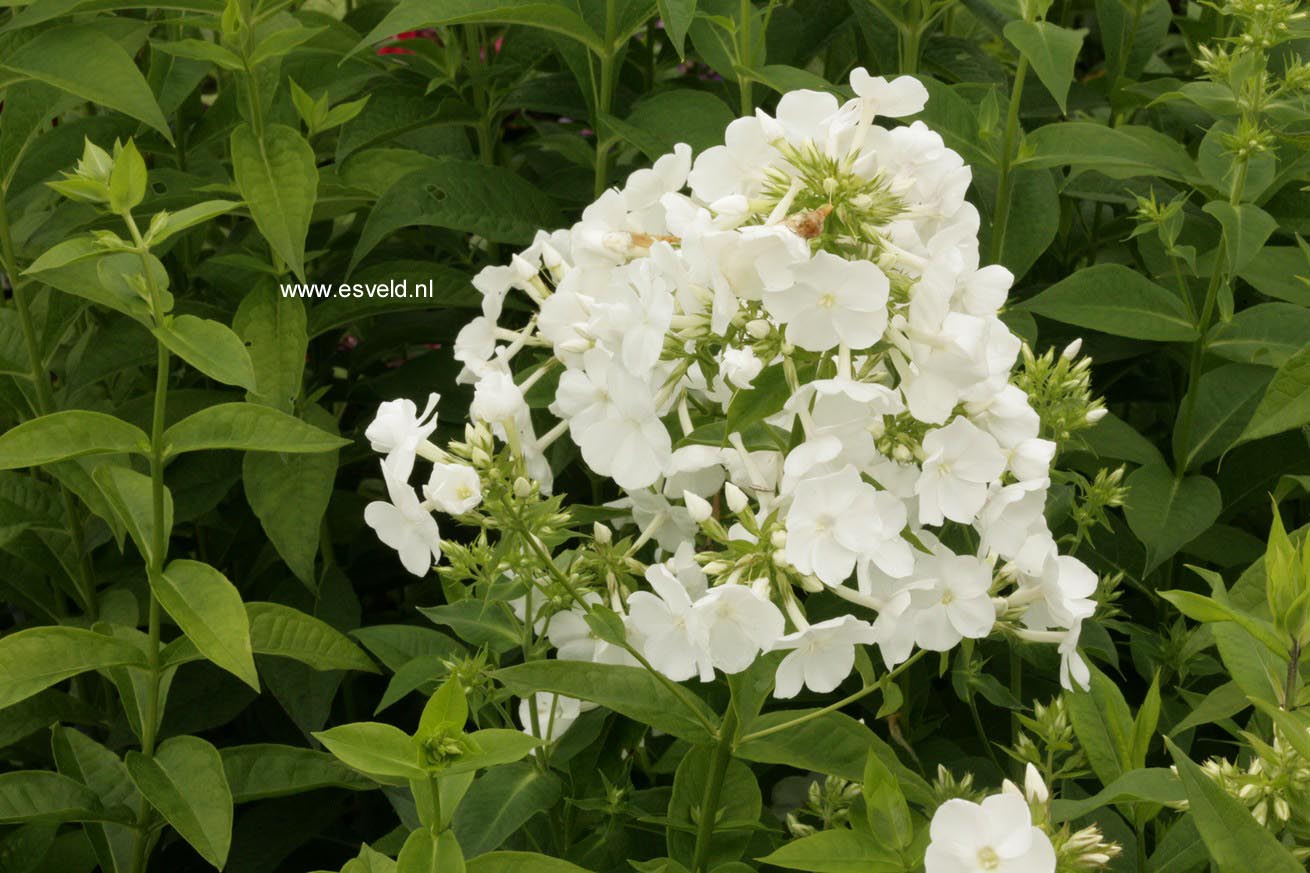 Phlox 'David' (Paniculata Group)