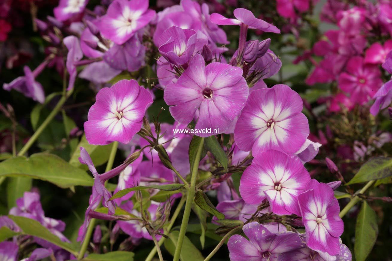 Phlox paniculata 'Uspech'