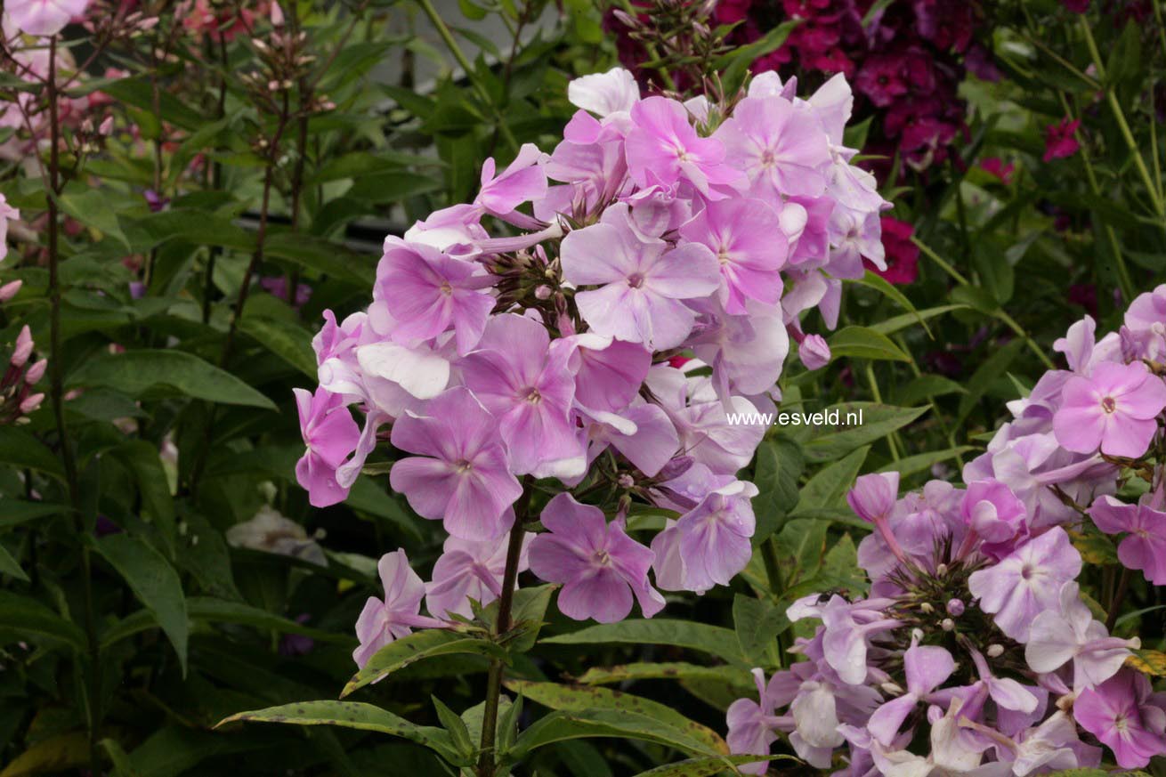 Phlox paniculata 'Lavendelwolke'