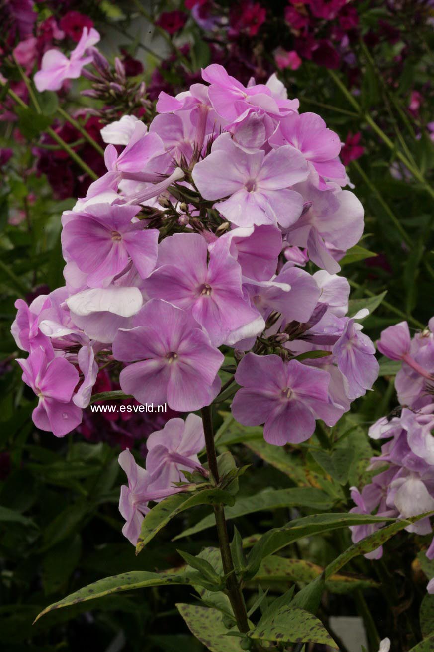 Phlox paniculata 'Lavendelwolke'