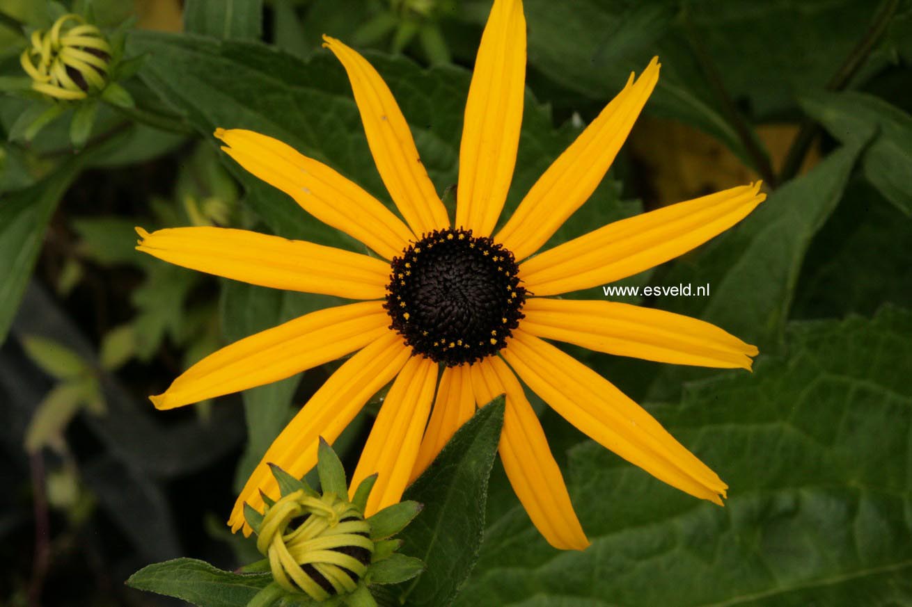 Rudbeckia fulgida 'Goldsturm'