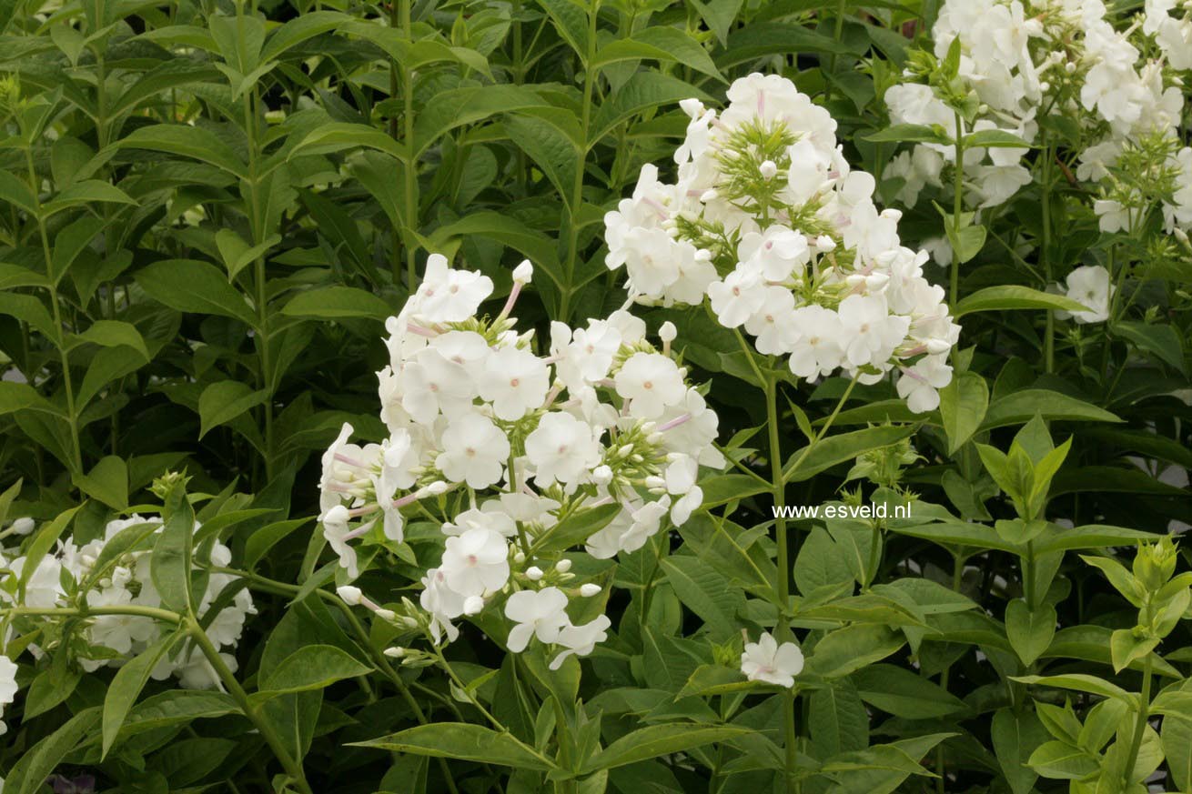 Phlox 'David' (Paniculata Group)