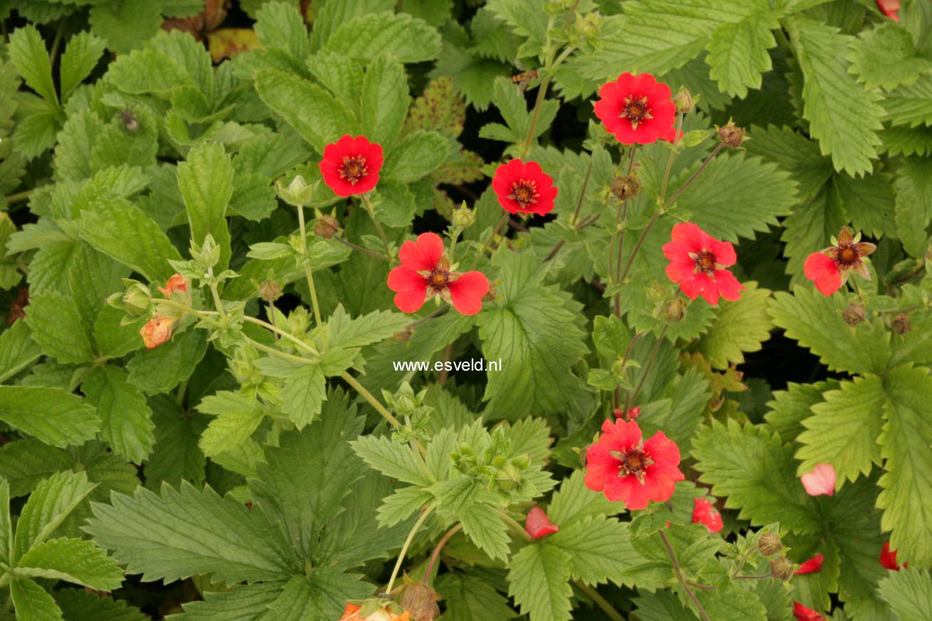 Potentilla 'Gibson's Scarlet'