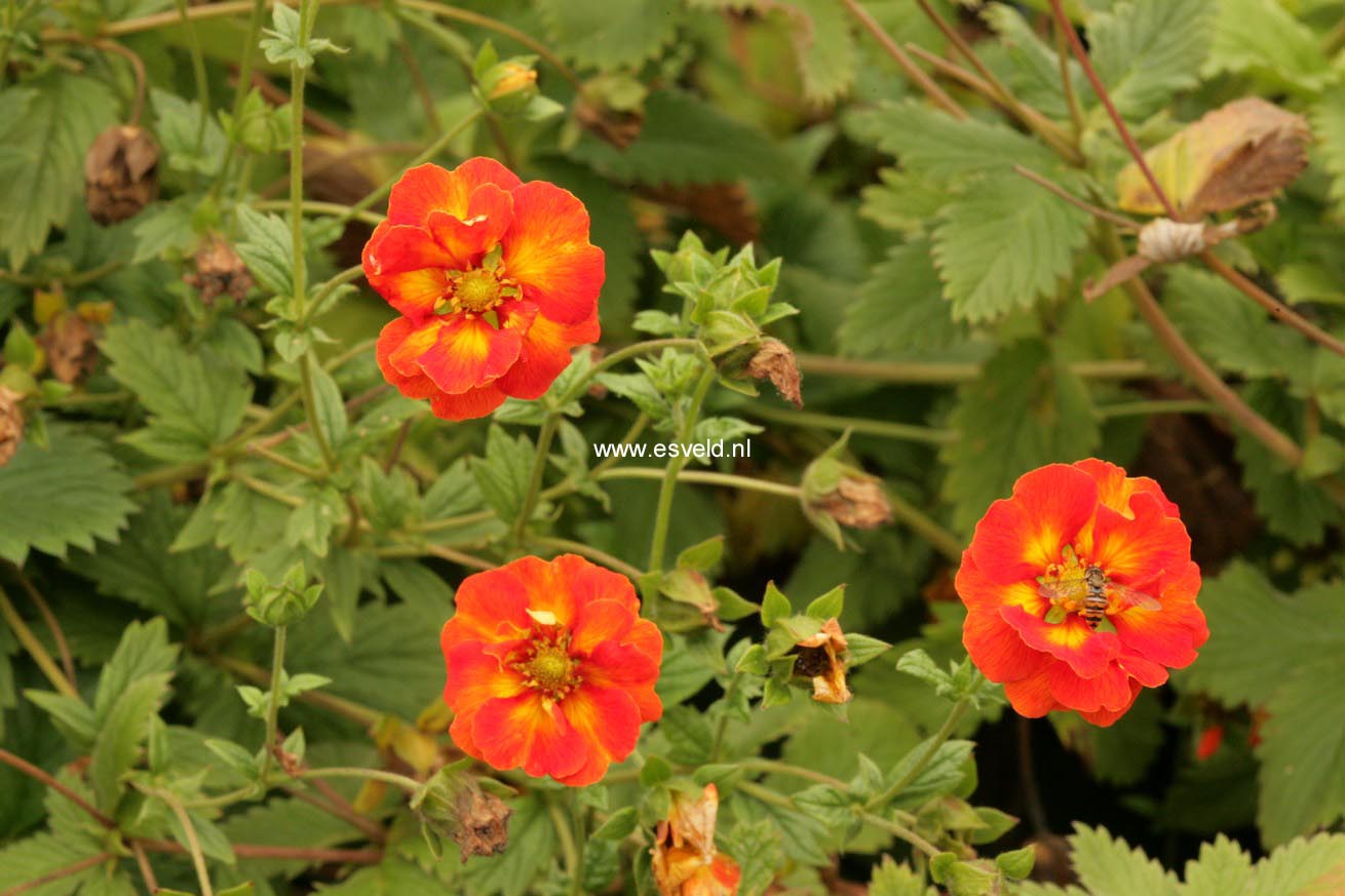 Potentilla 'William Rollison'