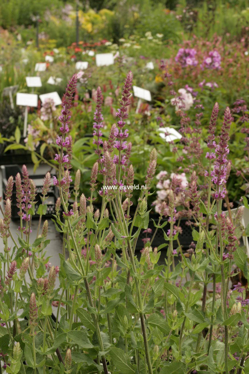 Salvia nemorosa 'Amethyst'