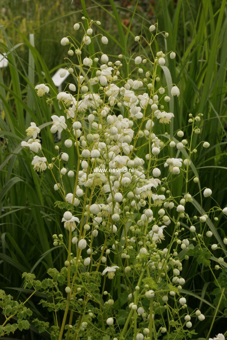 Thalictrum delavayi 'Splendide White'