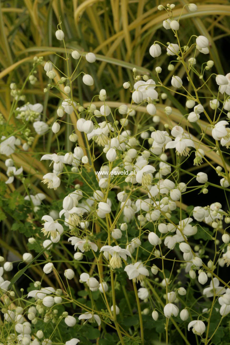 Thalictrum delavayi 'Splendide White'