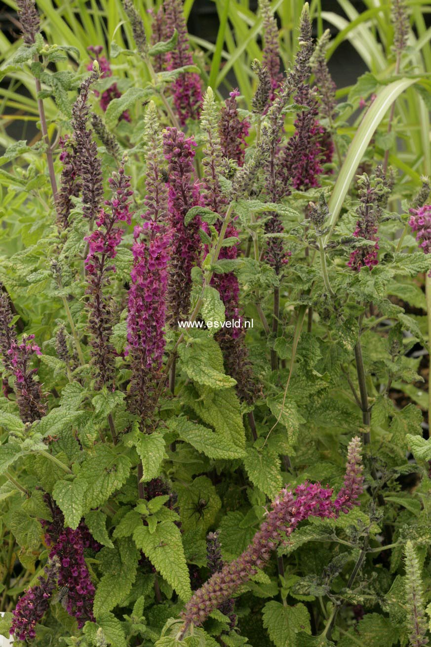 Teucrium hyrcanicum