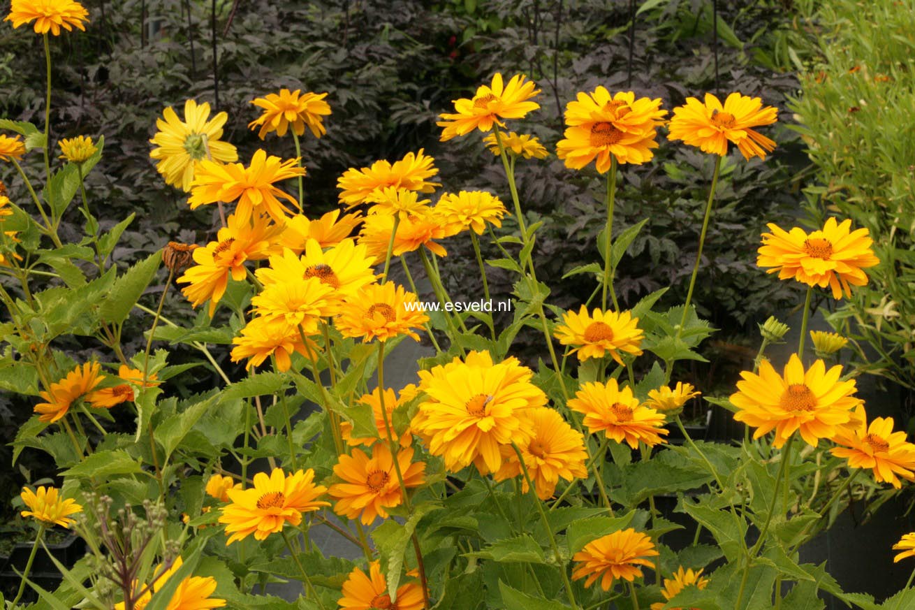 Heliopsis helianthoides 'Venus'