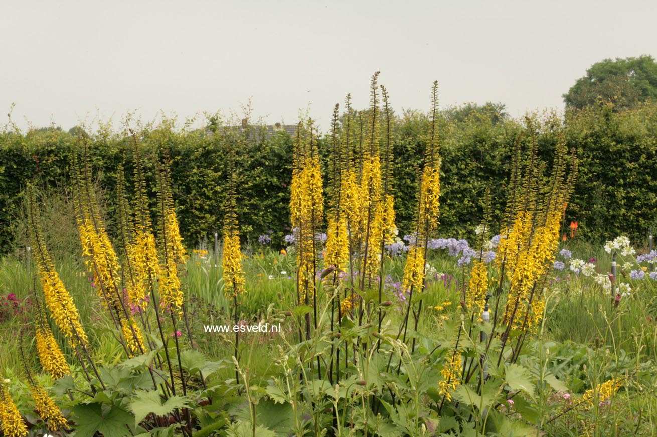 Ligularia stenocephala 'The Rocket'