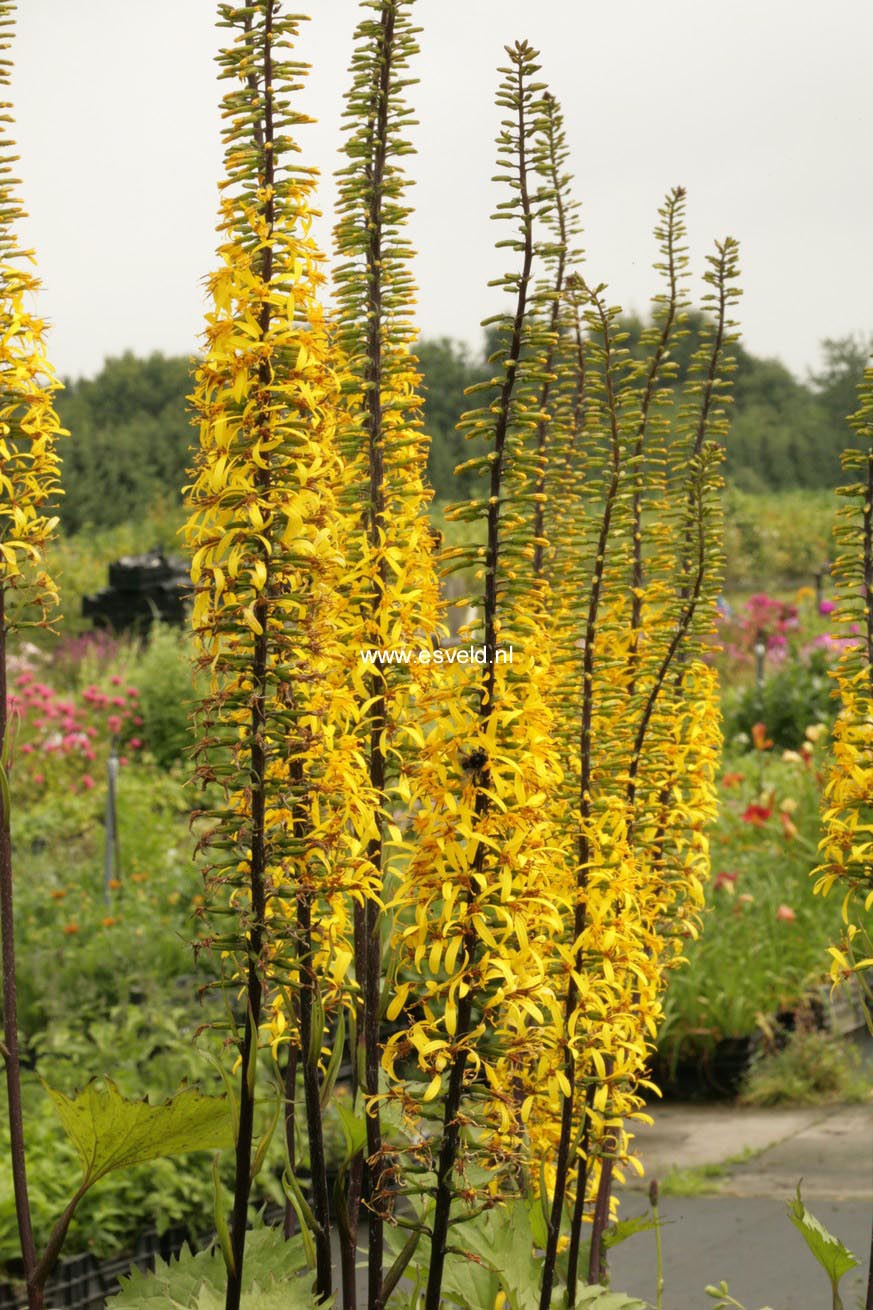 Ligularia stenocephala 'The Rocket'