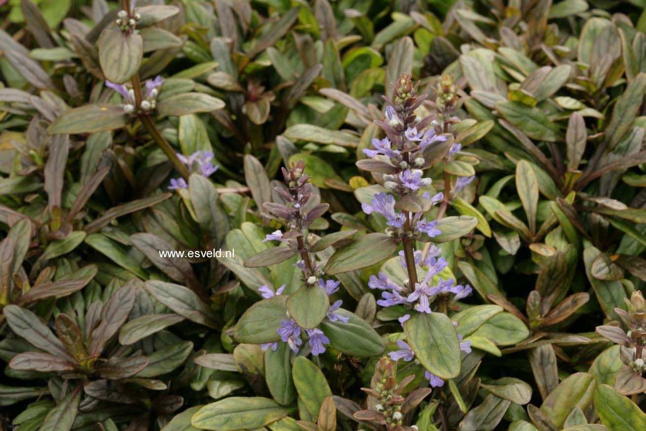 Ajuga reptans 'Valfredda' (CHOCOLATE CHIP)