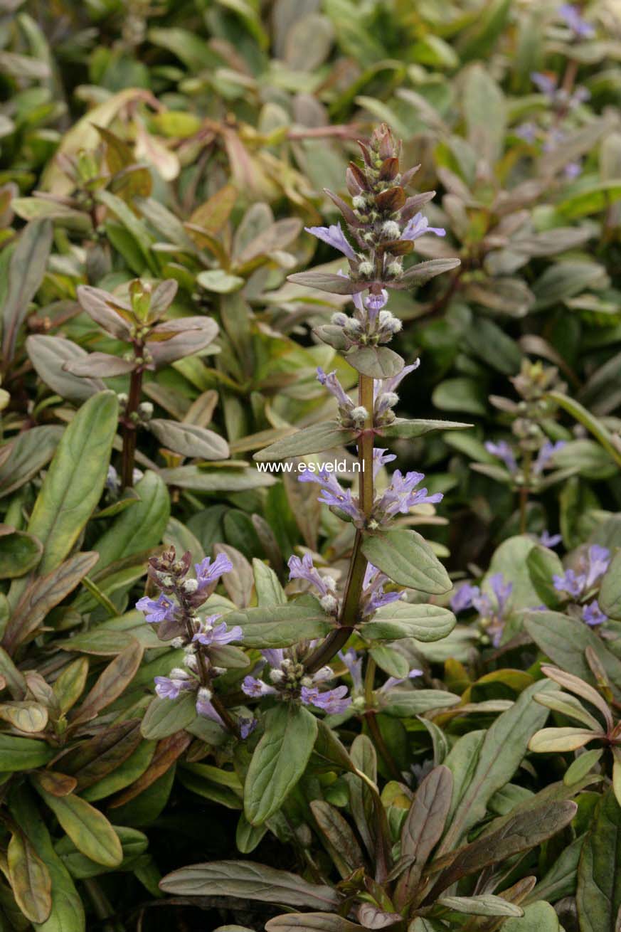 Ajuga reptans 'Valfredda' (CHOCOLATE CHIP)