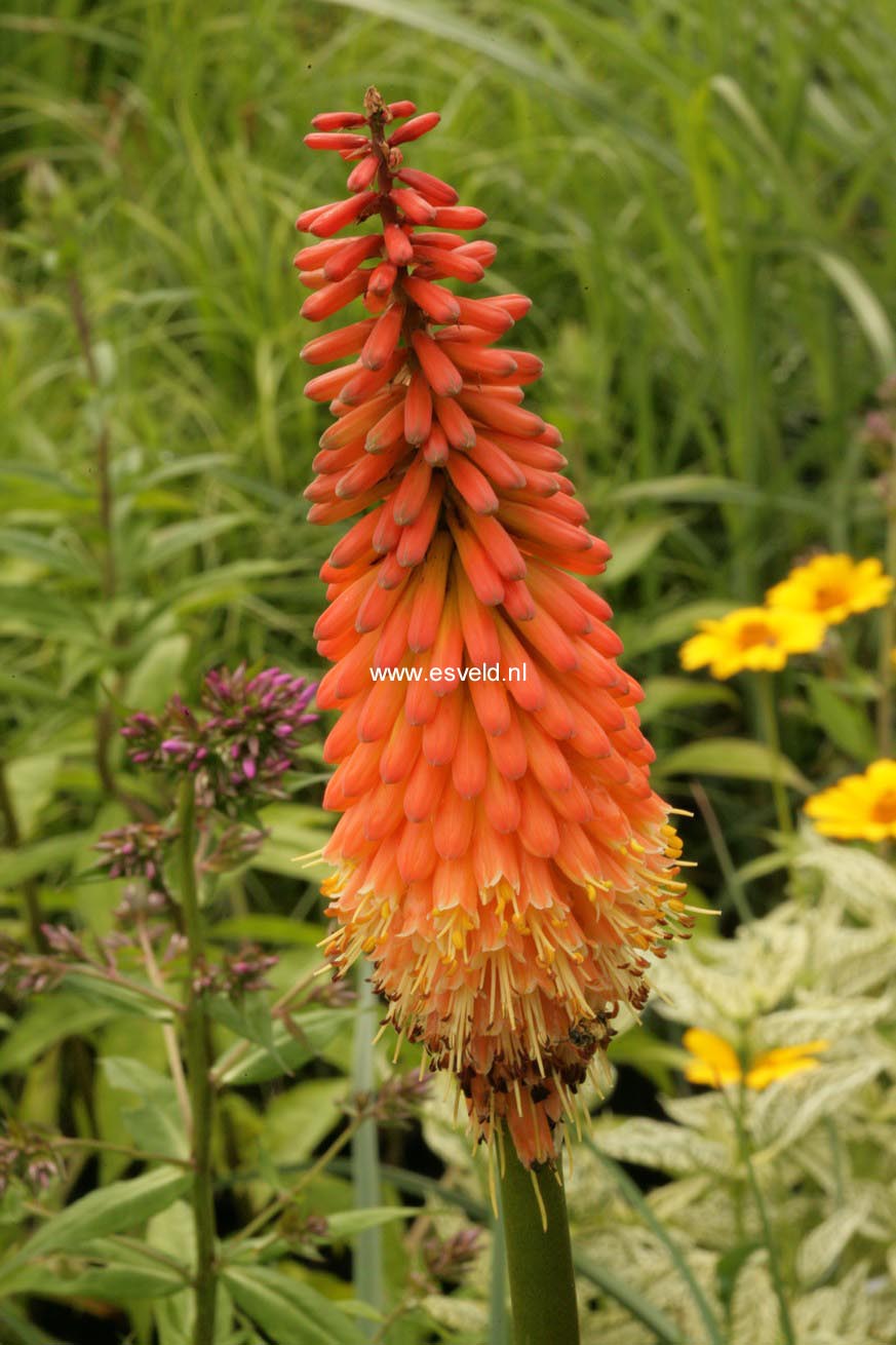 Kniphofia 'Alcazar'