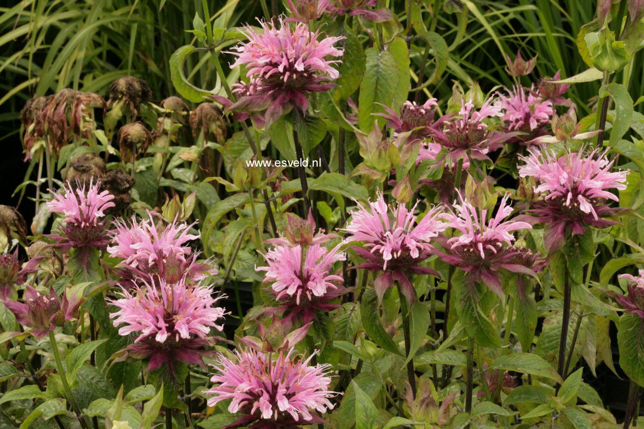 Monarda 'Beauty of Cobham'