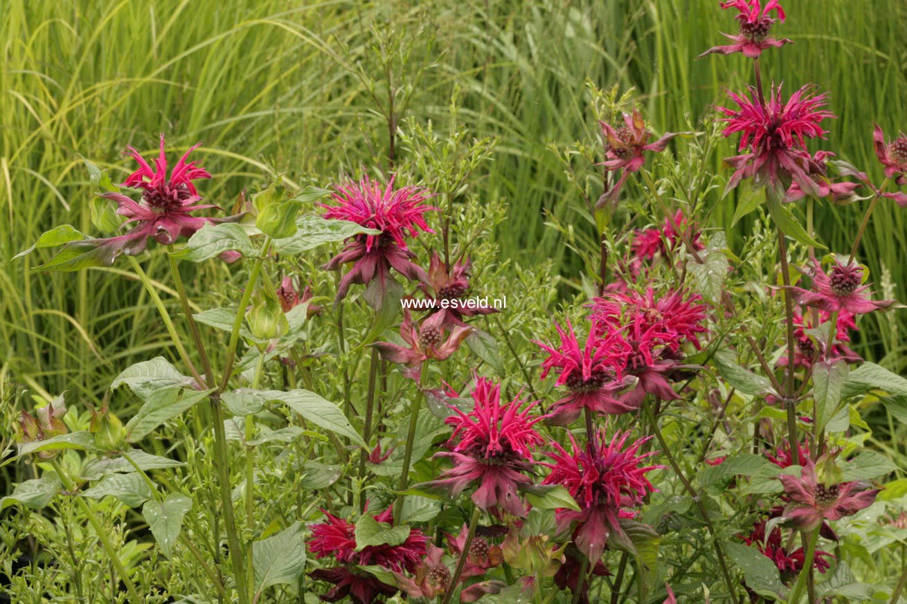 Monarda 'Kardinal'