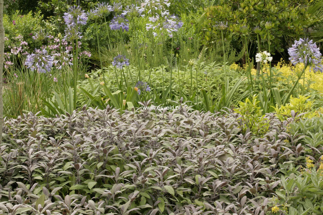 Salvia officinalis 'Purpurascens'