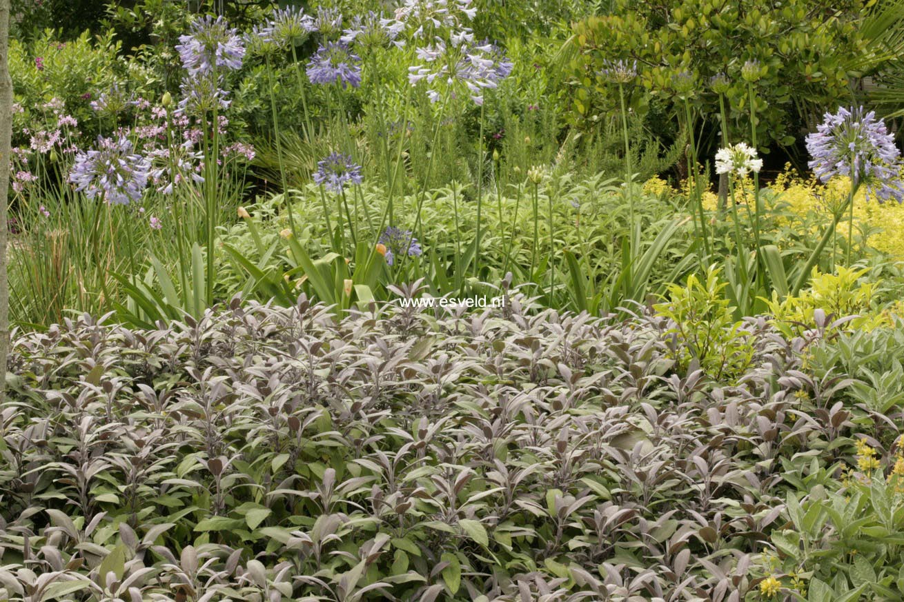 Salvia officinalis 'Purpurascens'