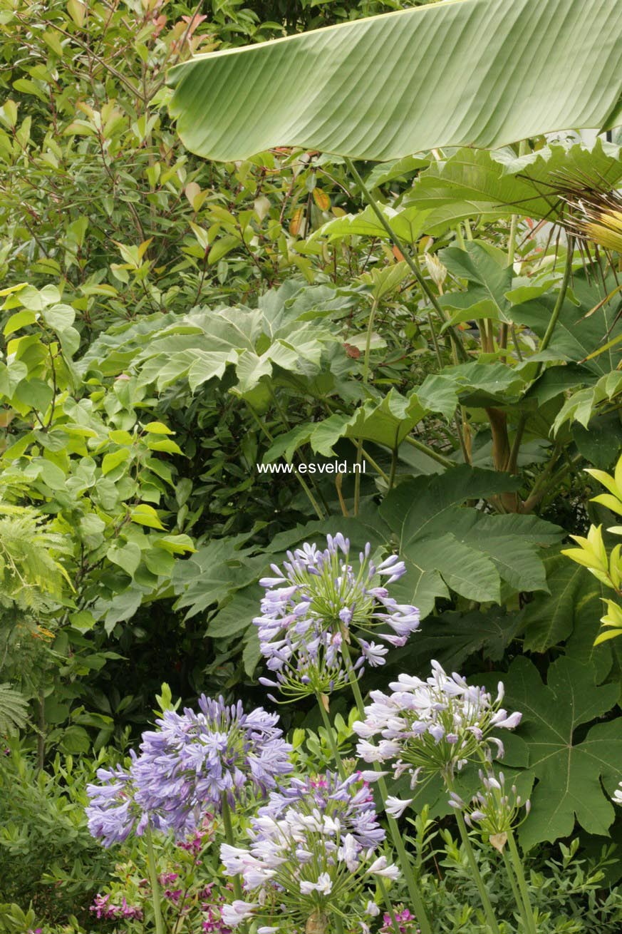 Tetrapanax papyrifer 'Rex'