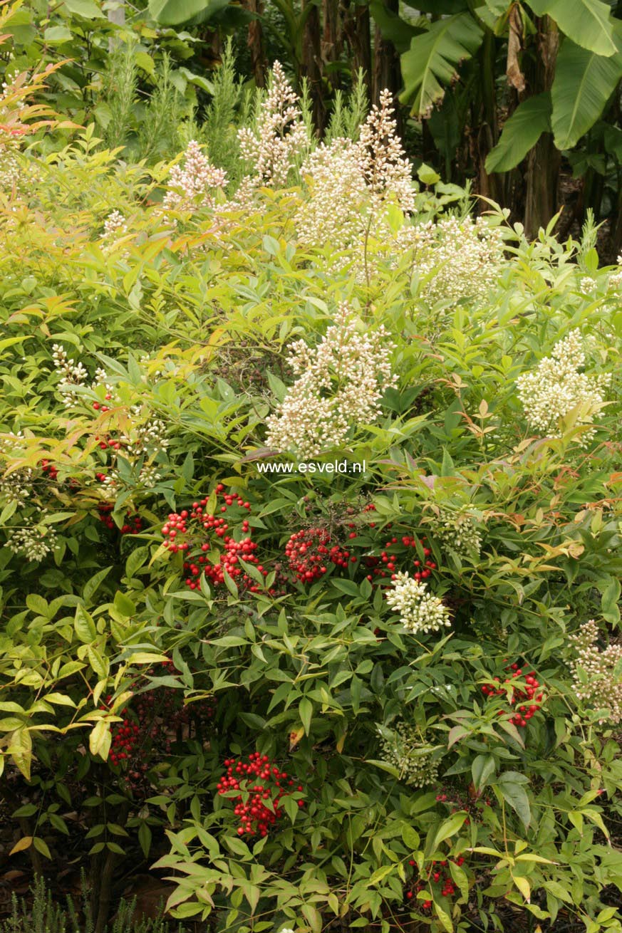 Nandina domestica