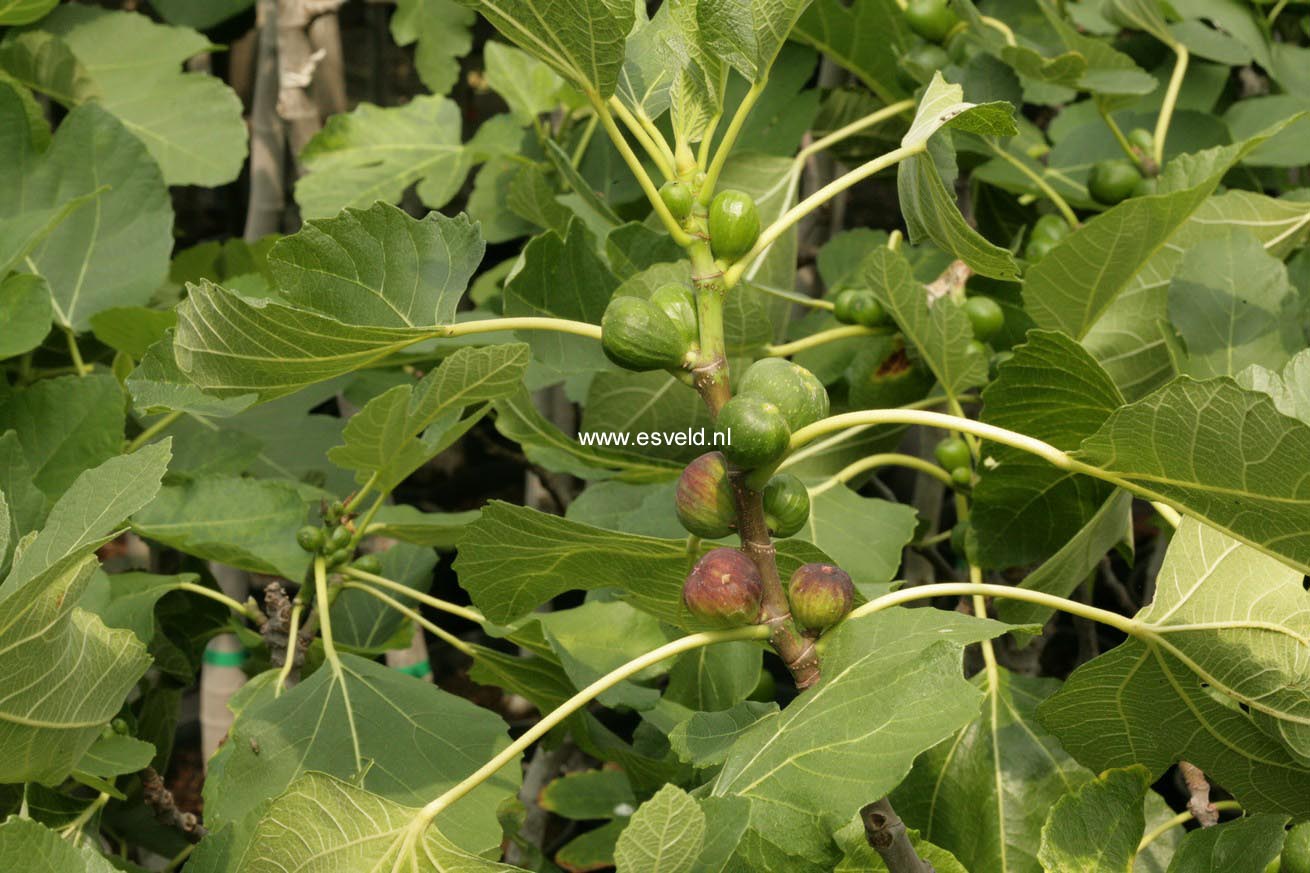 Ficus carica