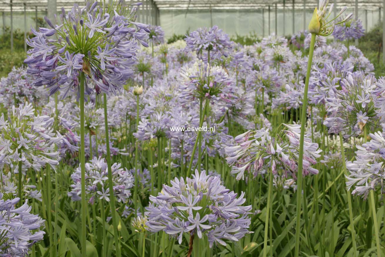 Agapanthus africanus