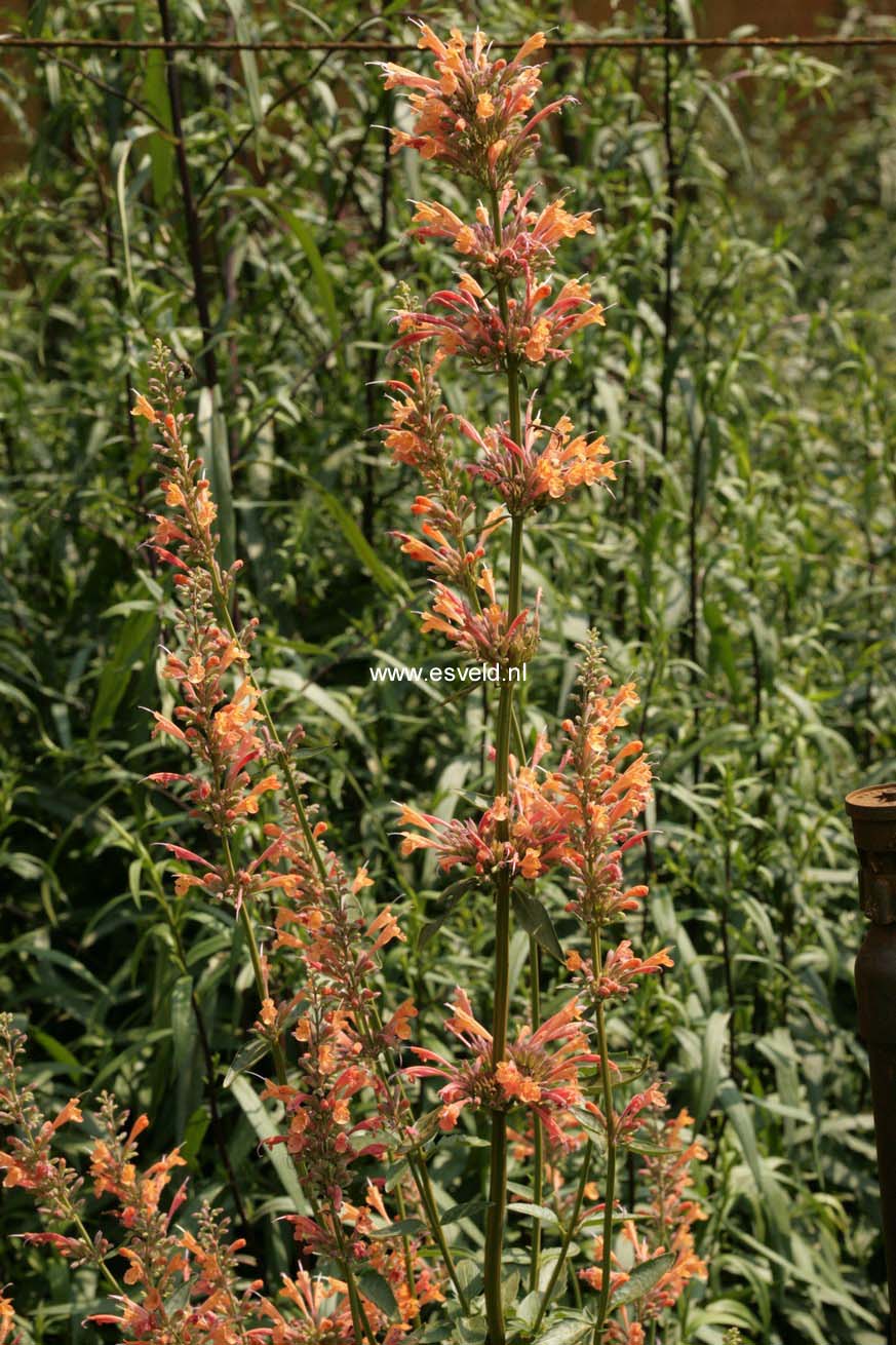 Agastache 'Kolibri'