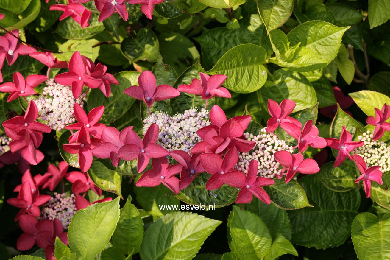 Hydrangea macrophylla 'Rotschwanz'