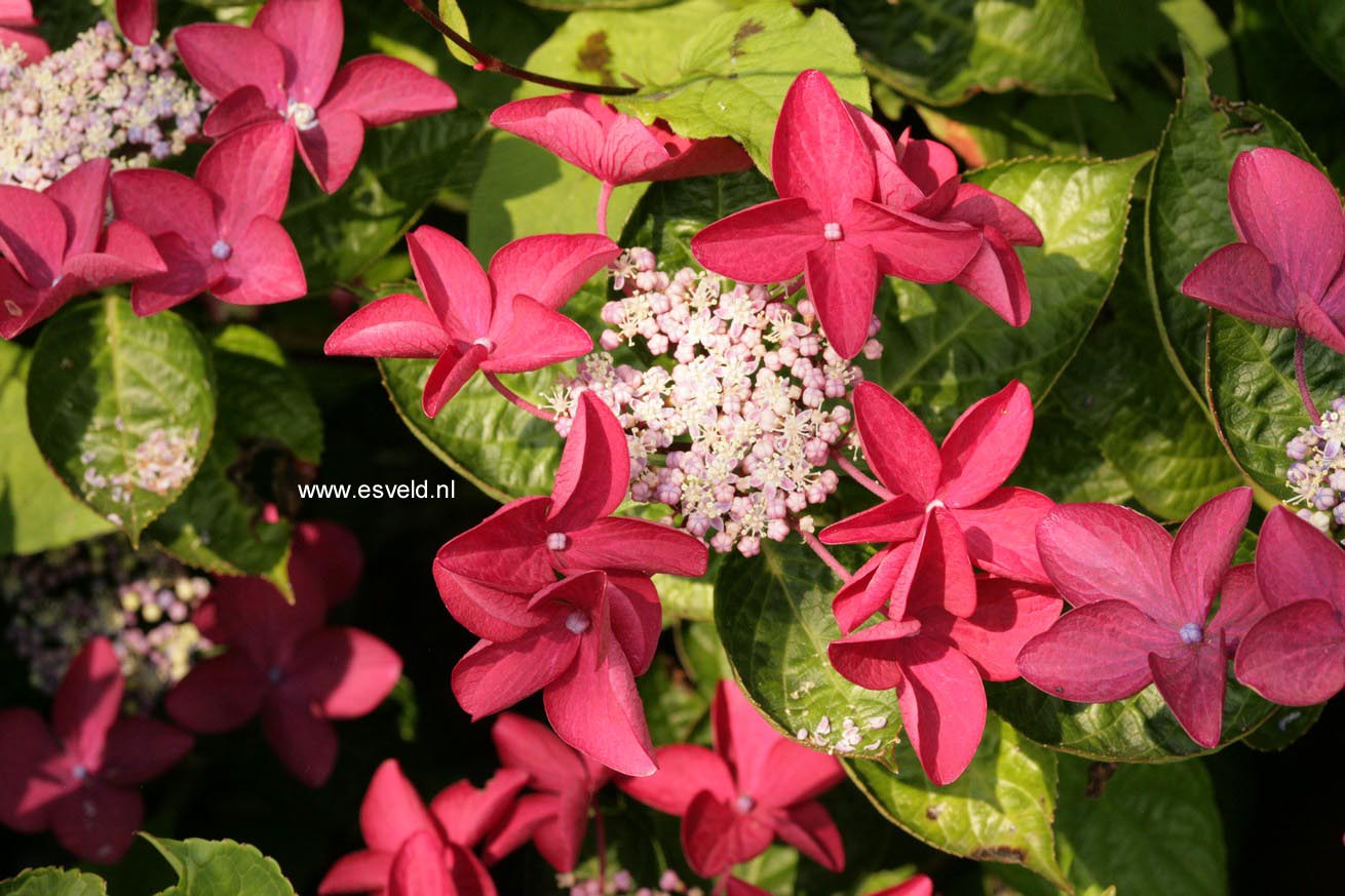 Hydrangea macrophylla 'Rotschwanz'