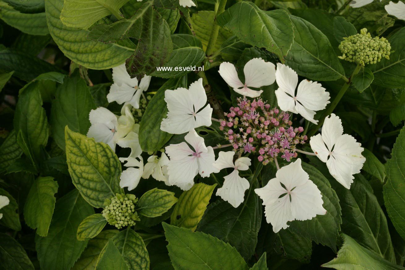 Hydrangea macrophylla 'Green Tonic'