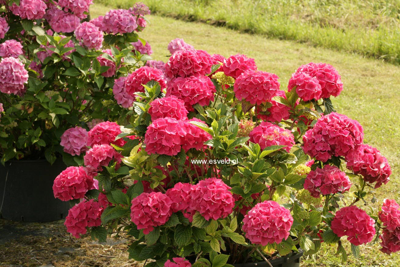 Hydrangea macrophylla 'Glowing Embers'