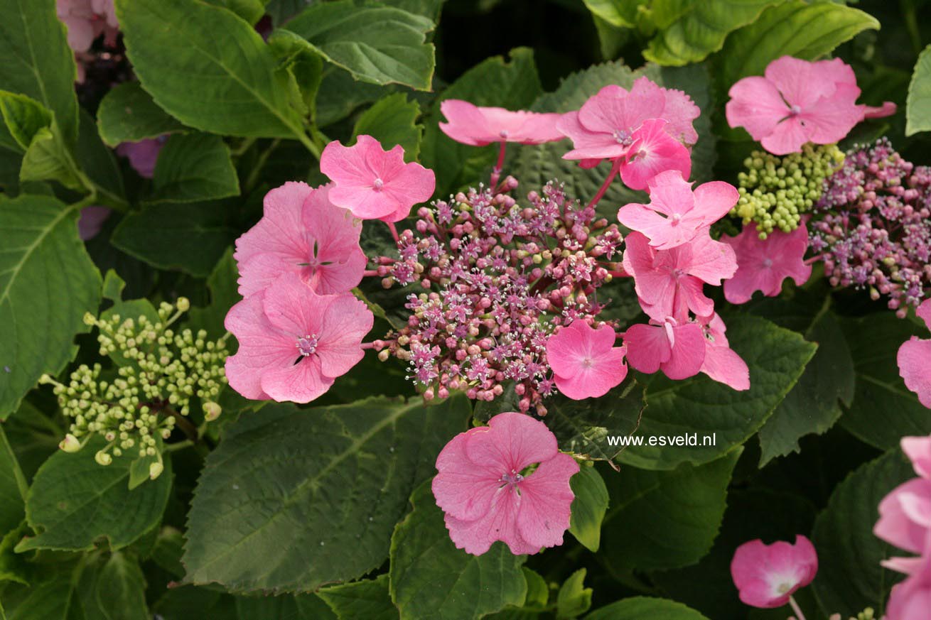 Hydrangea macrophylla 'Geoffrey Chadbund'