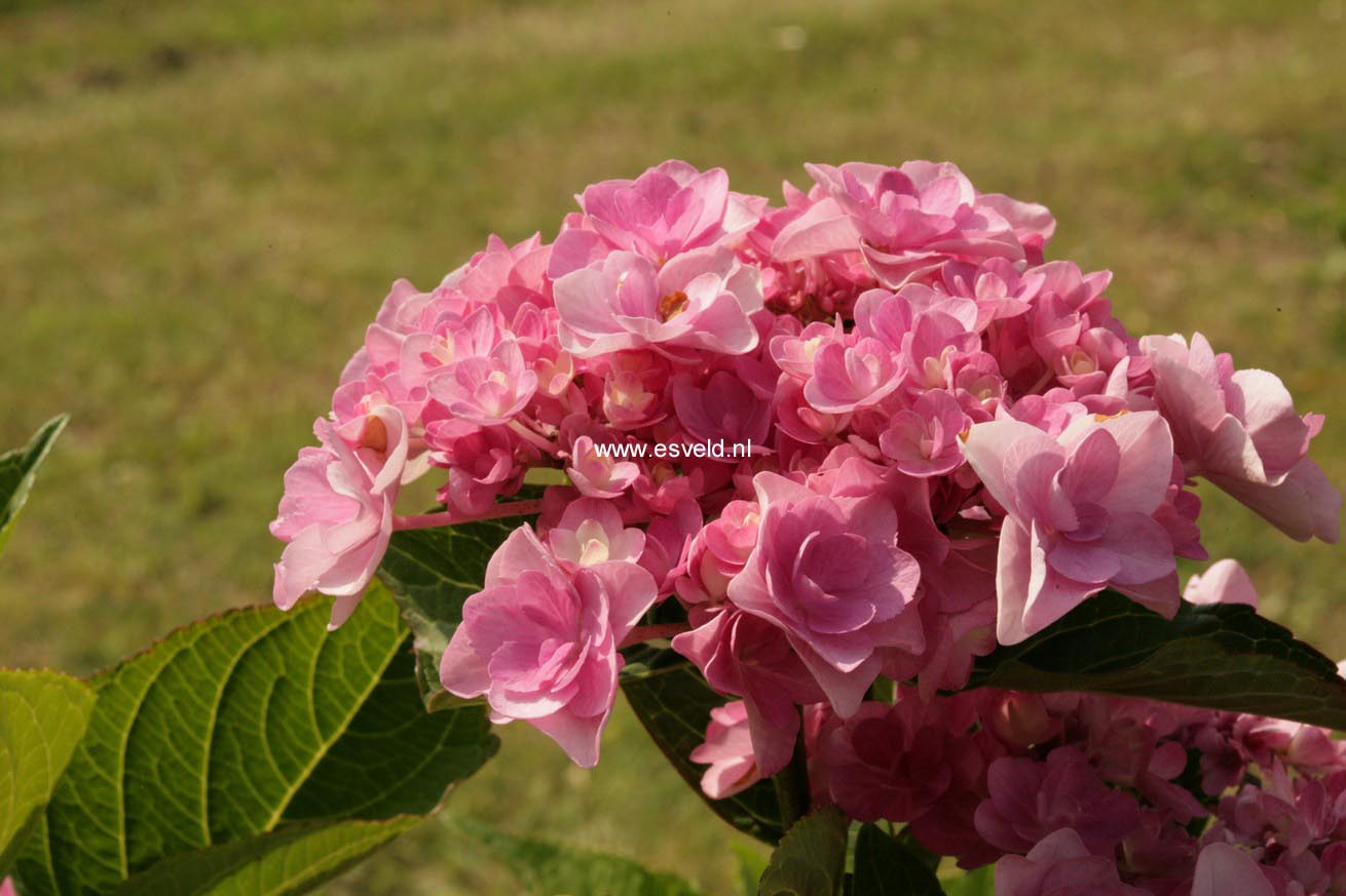 Hydrangea macrophylla 'Youmetwo' (ETERNITY)
