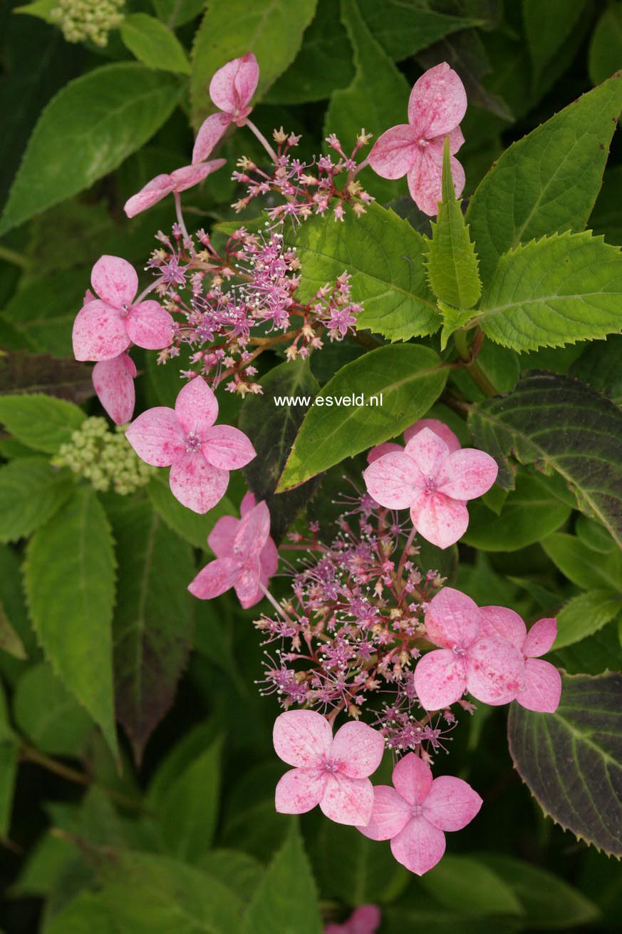 Hydrangea serrata 'Beni yama'