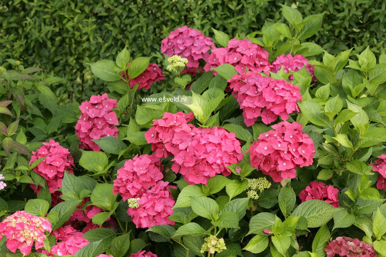 Hydrangea macrophylla 'Alpengluehn'