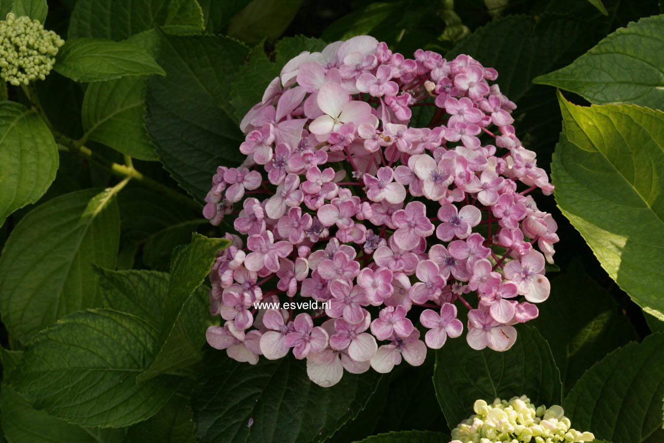 Hydrangea macrophylla 'Ayesha'