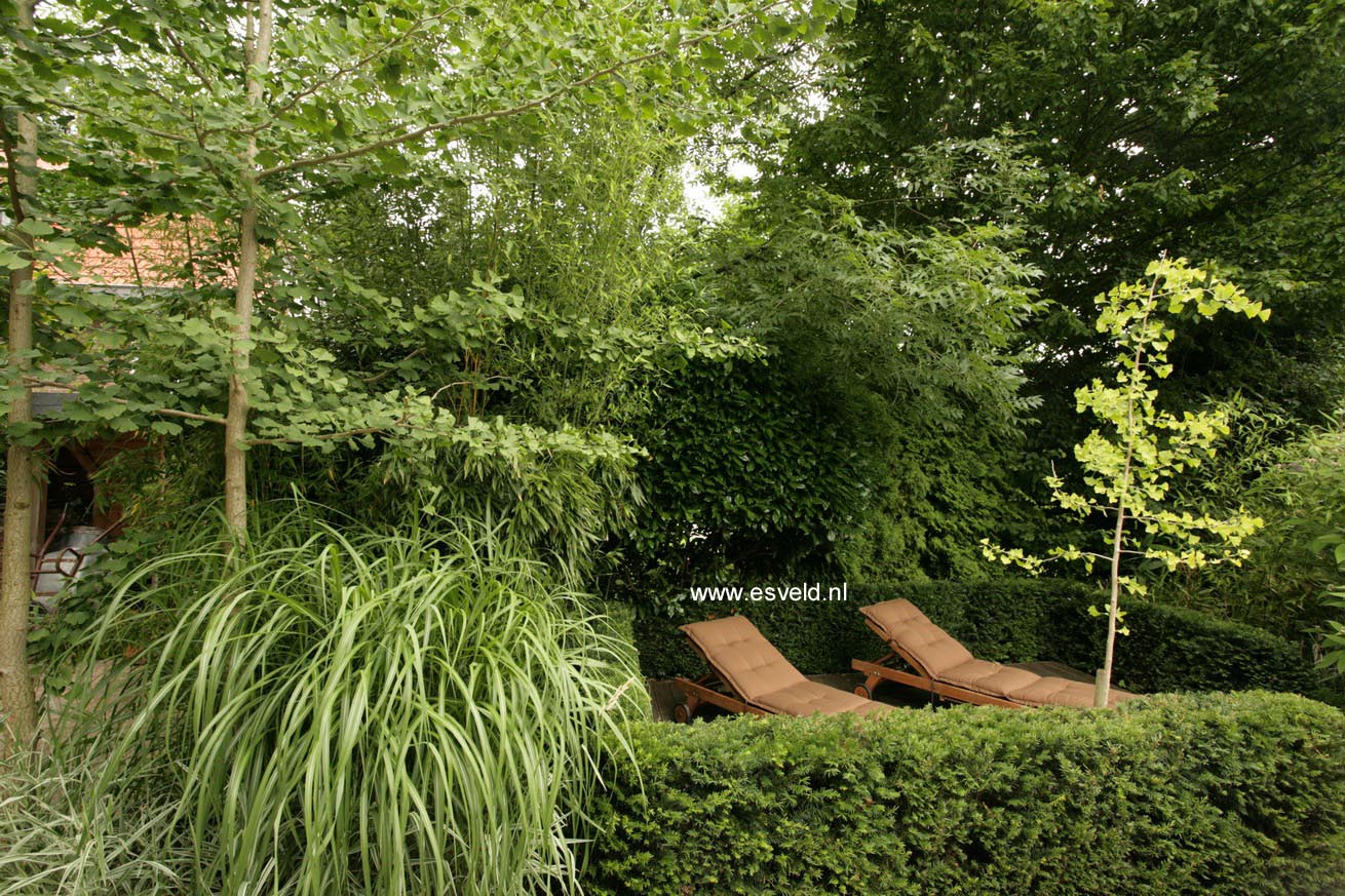 Taxus baccata