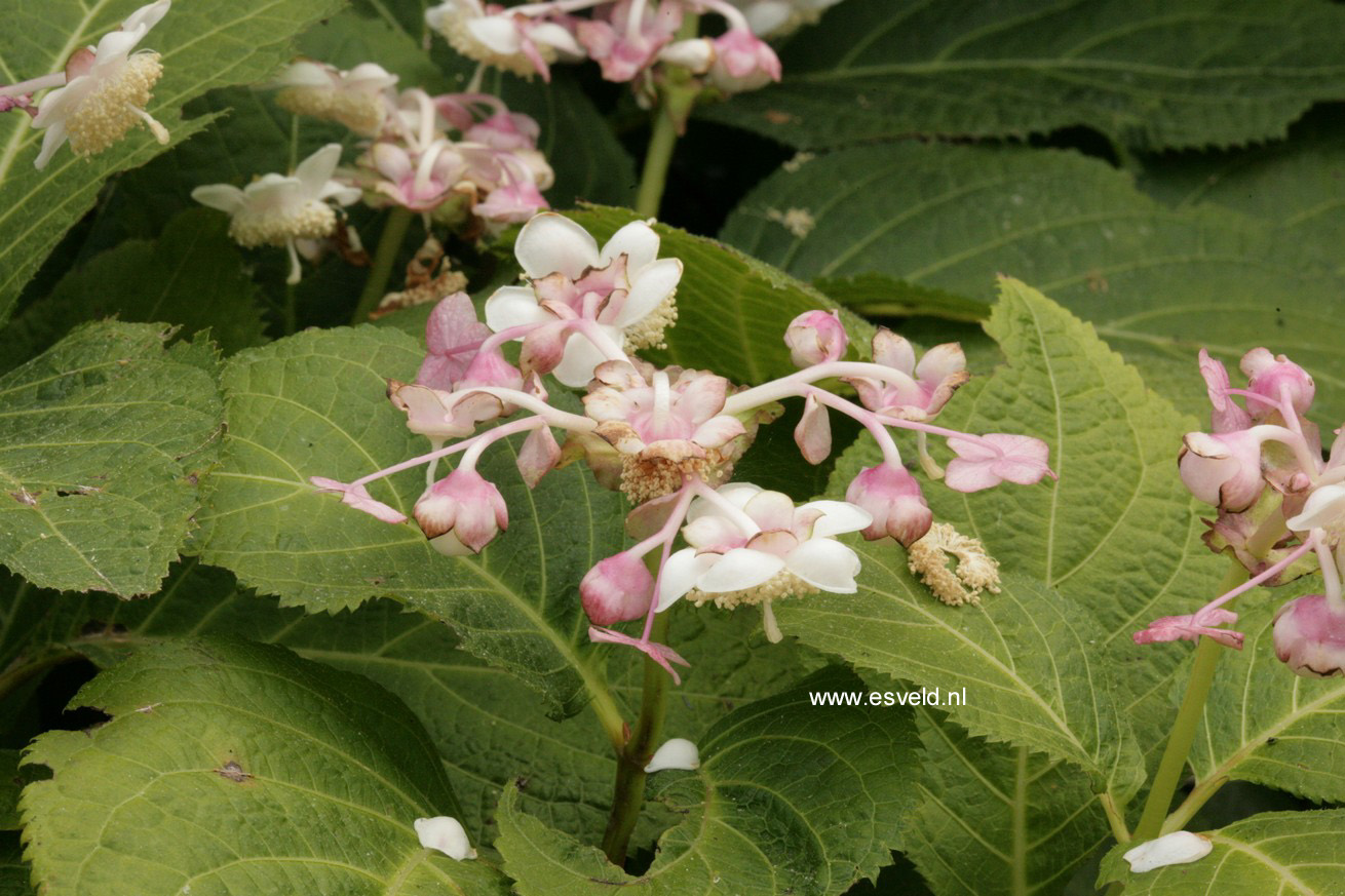 Deinanthe bifida 'Pink Kii'