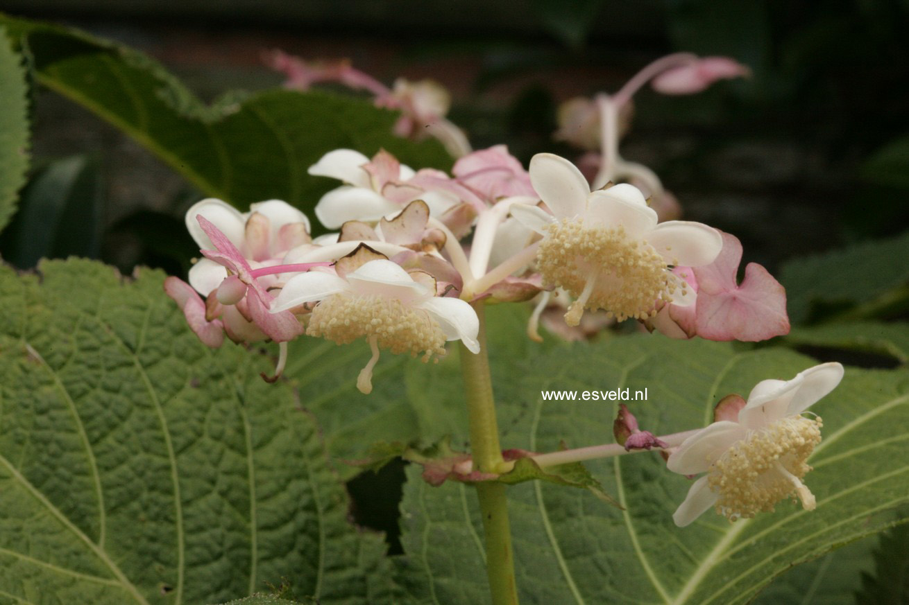 Deinanthe bifida 'Pink Kii'