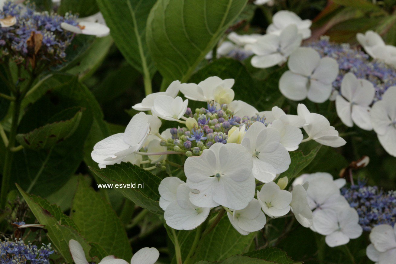 Hydrangea macrophylla 'Snow'